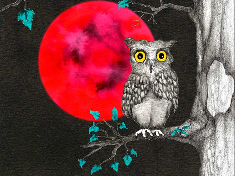 Libro ilustrado infantil - Búho