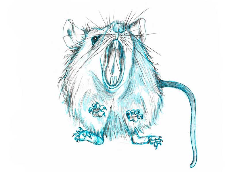 Album Ilustrado “La Cabeza del Perro” - Boceto final para la rata